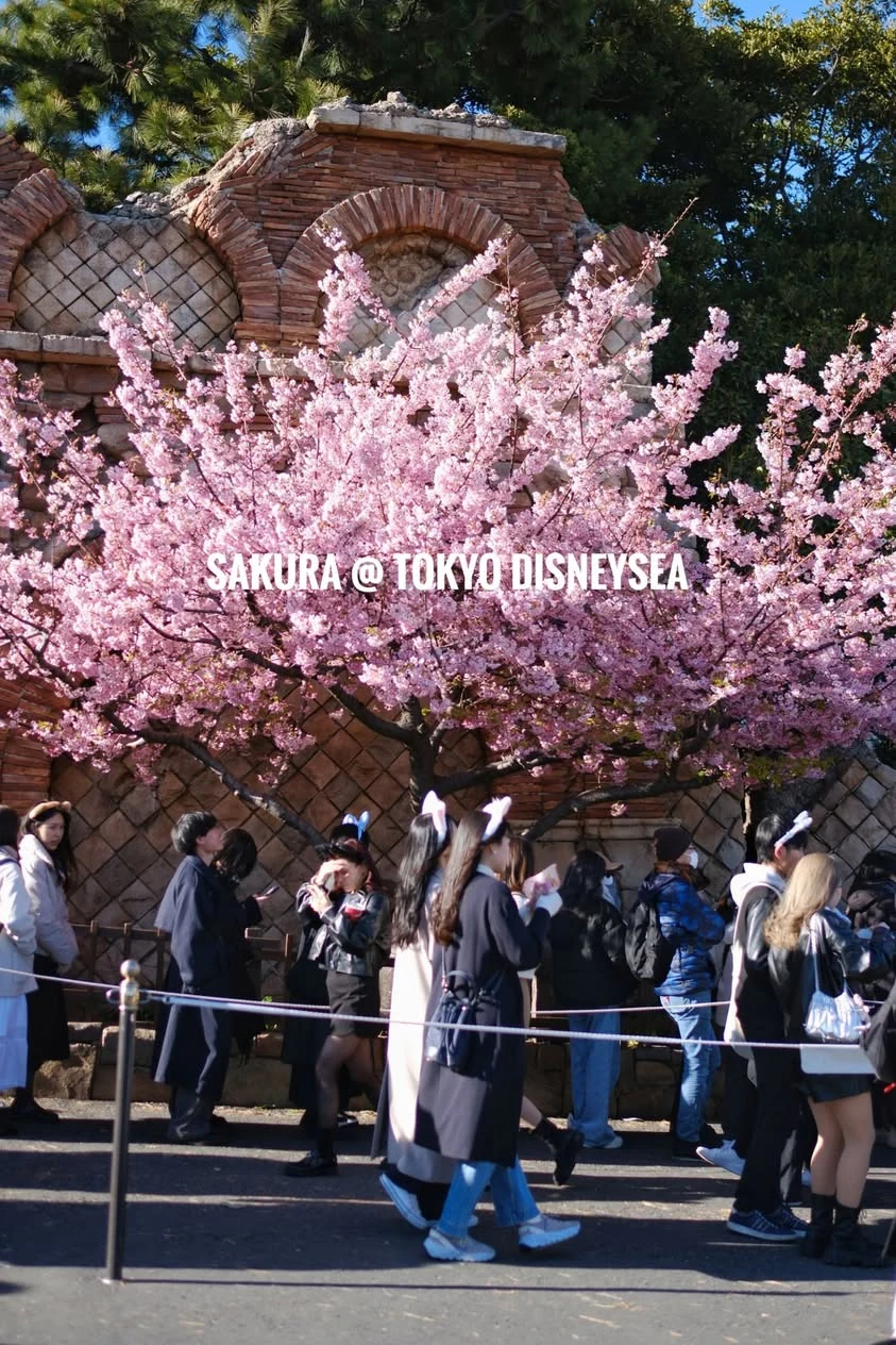 ต้นไม้ดอกสีชมพูริมทางเดินใน DisneySea